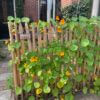 Staketenzaun Kastanie 120 cm Adequat