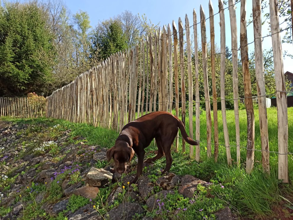 Staketenzaun im Garten