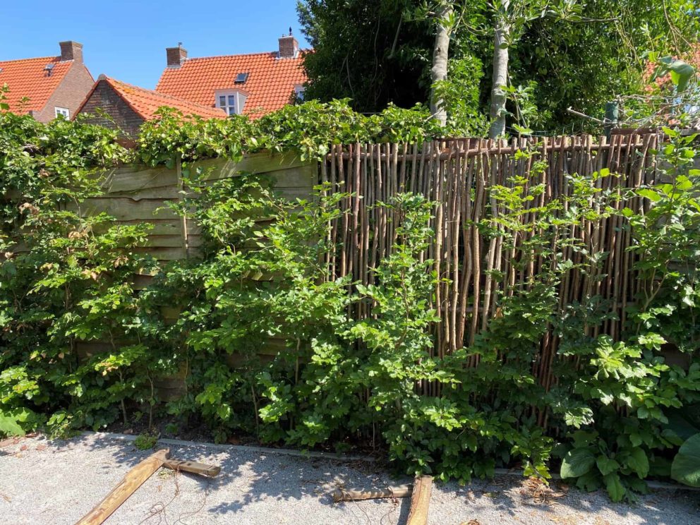 Haselnuss Zaun Somme 180 mit den Maßen 180 cm breit und 180 cm hoch als Zaun in einem grünen Garten.