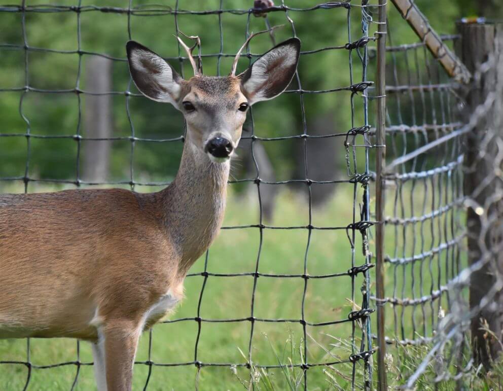 Rehe m Garten loswerden Drahtzaun