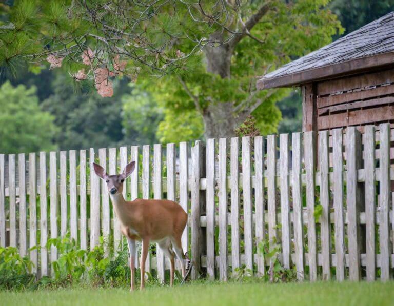 Rehe im Garten loswerden Holzzaun