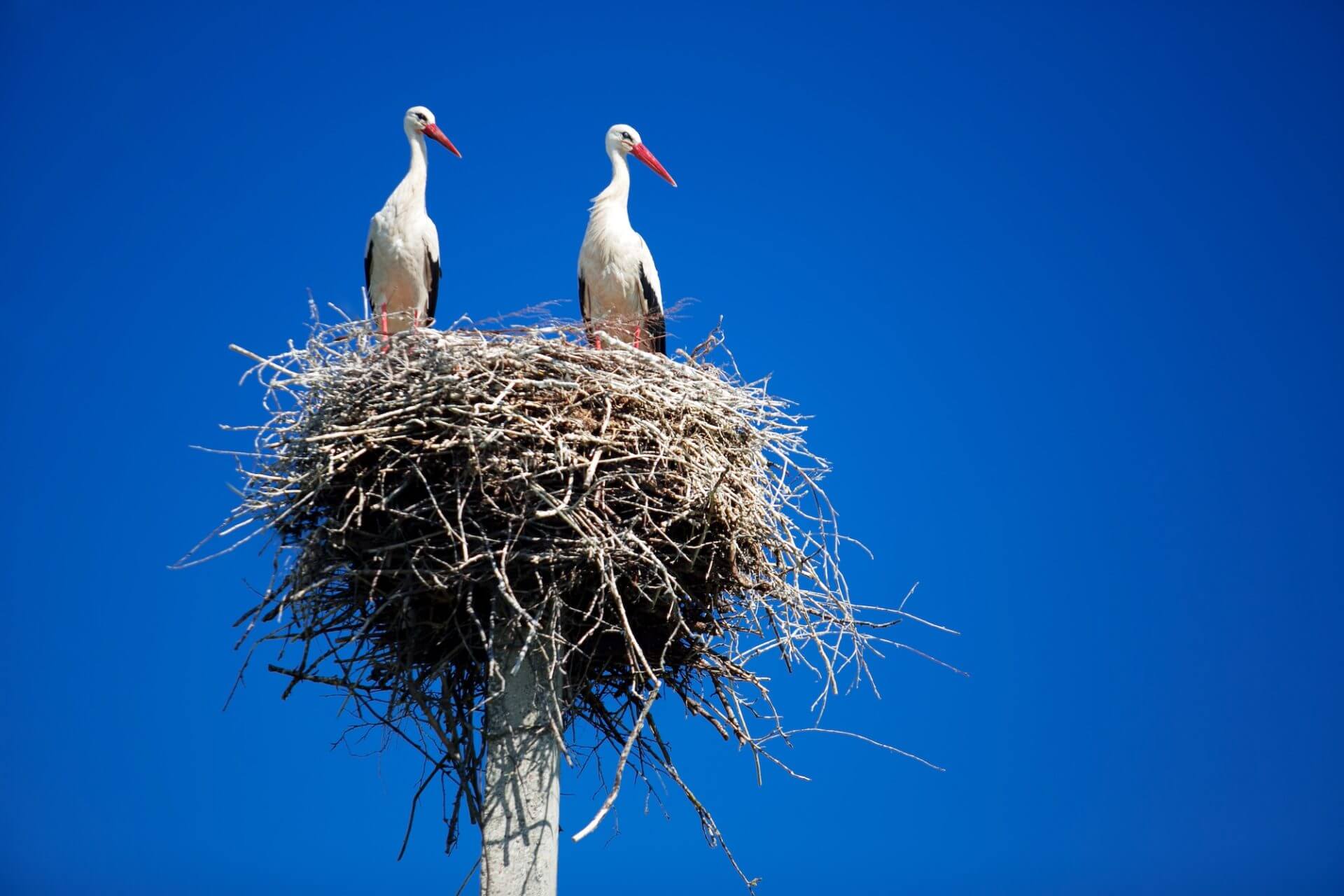 Storchennest bauen