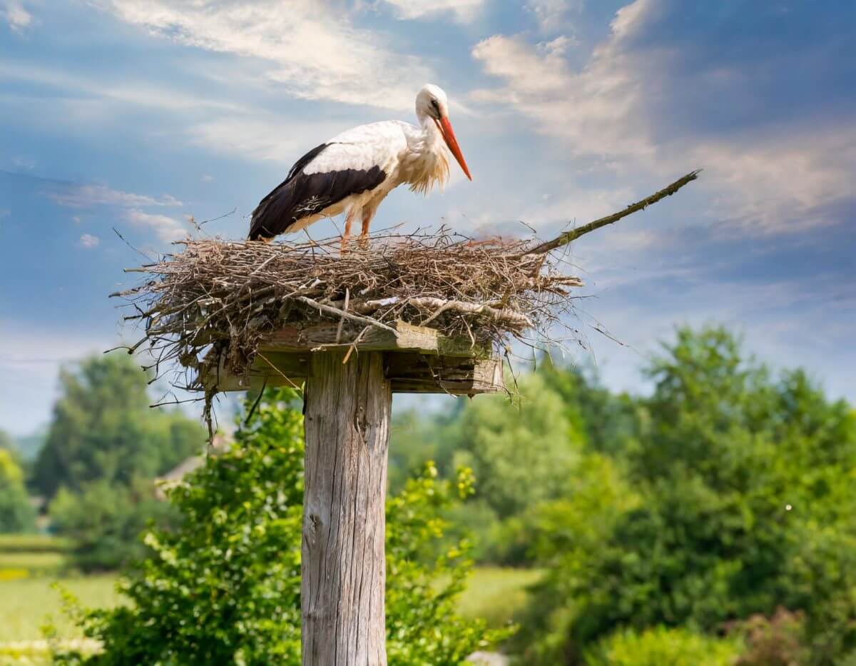 Storchennest bauen mit Mast - Holzpfahl