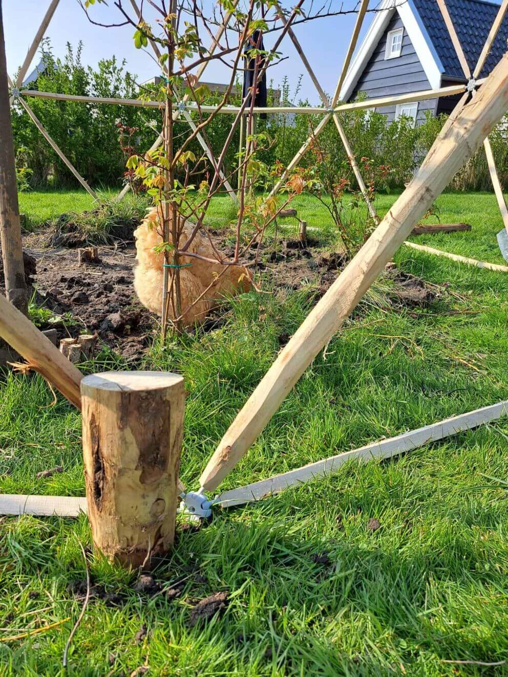 Nun kann die selbst gebaute geodätische Kuppel aus Holz auf die Füße (Kastanienpfähle) gesetzt werden.