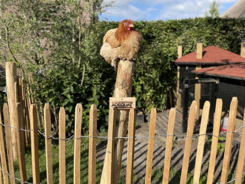 Hühnerstall Auslauf Staketenzaun Robinie