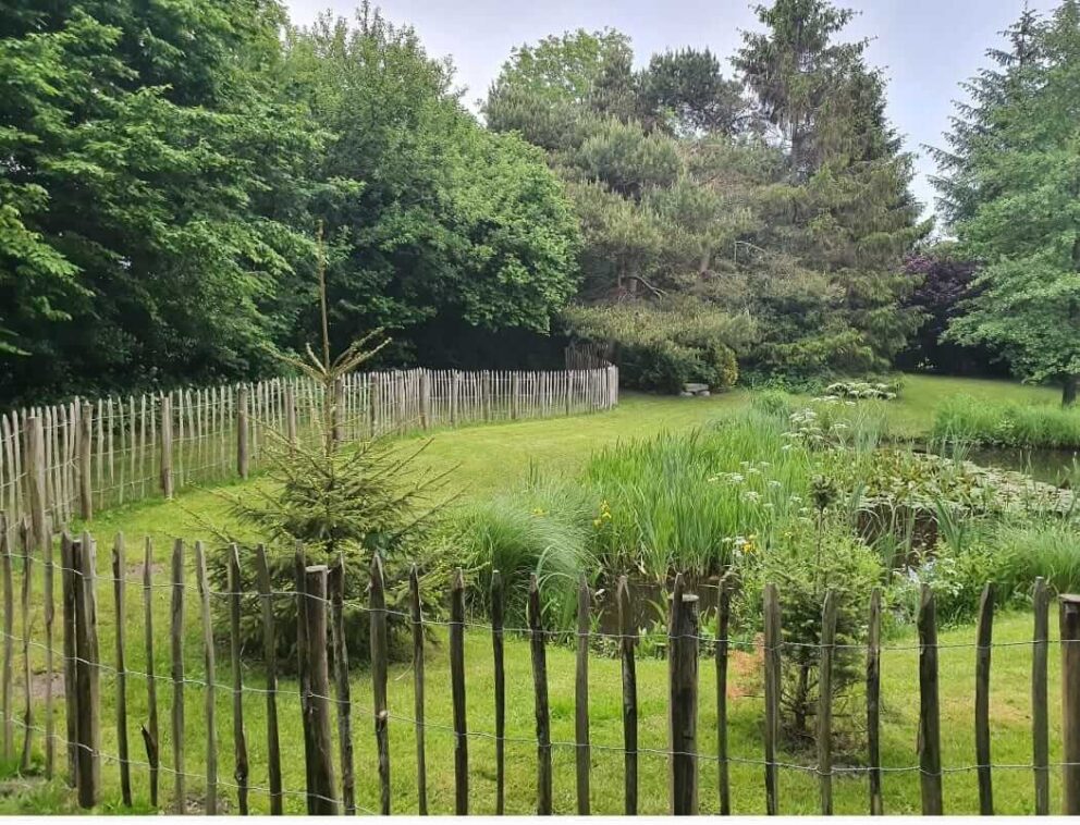 Laufenten im Garten mit Zaun und Teich