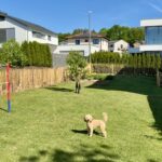Hund im Garten mit Staketenzaun Kastanien 100 cm hoch, Abstand 6 cm mit Kastanine Pfost 150/160 cm Länge, Dürchmesser 7/9 und 10/12 cm