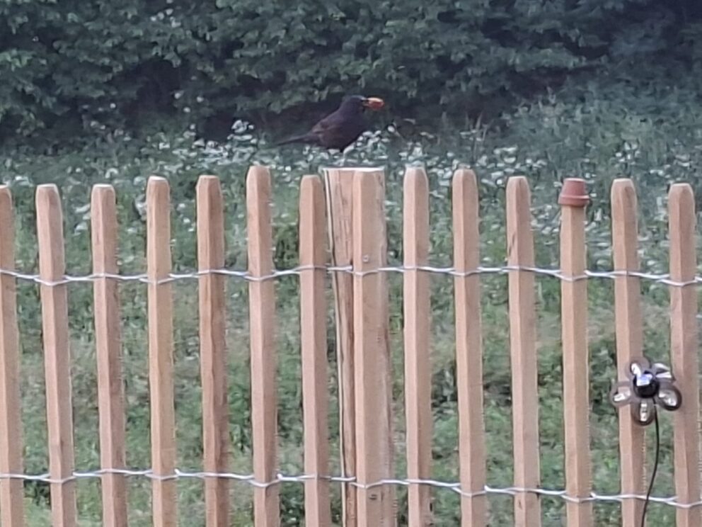 After Bild - Staketenzaun Robinie 100 cm hoch, Lattenabstand 4 cm mit Robinien Pfost 160 cm Länge, Dürchmesser 8/10 cm mit Vogel