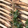 Flechtzaun Holz Sichtschutz