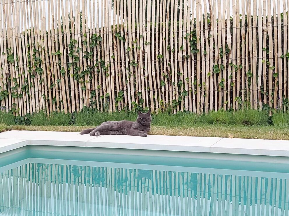 Mediterraner Garten mit Pool Zaun Sichtschutz
