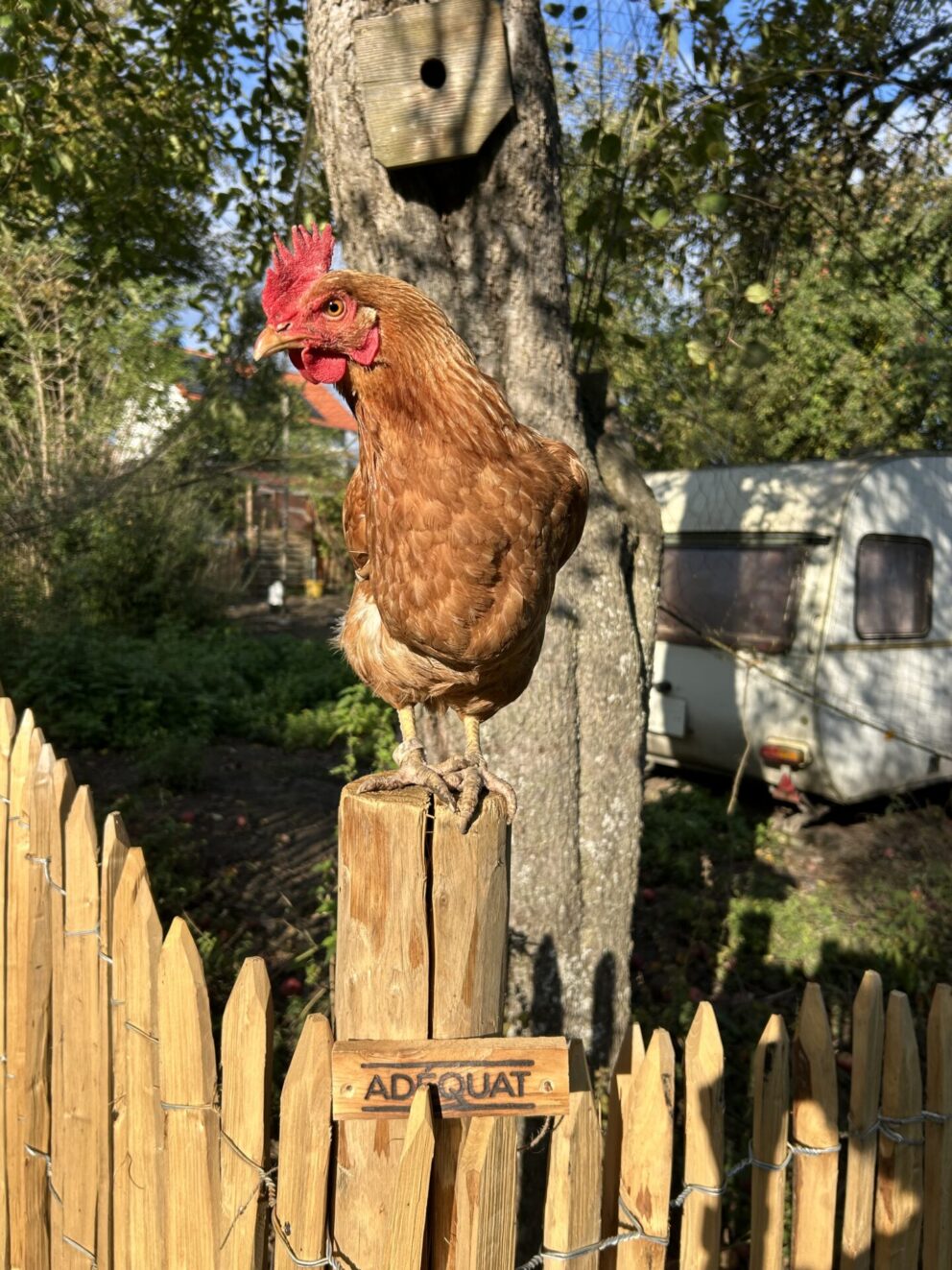 Fr. Staketenzaun Kastanien 100 cm hoch, Abstand 4 cm, 2x 5m, Kastanien Pfost 150/160 cm lang, Ø 7-9 cm - mit Spitze, Kastanien Pfost 175 cm lang, Ø 10-12 cm - mit Spitze, Staketenzauntor Kastanie einzeln 100Bx100H (cm), Staketenzauntor Kastanie einzeln 100Bx100H (cm)