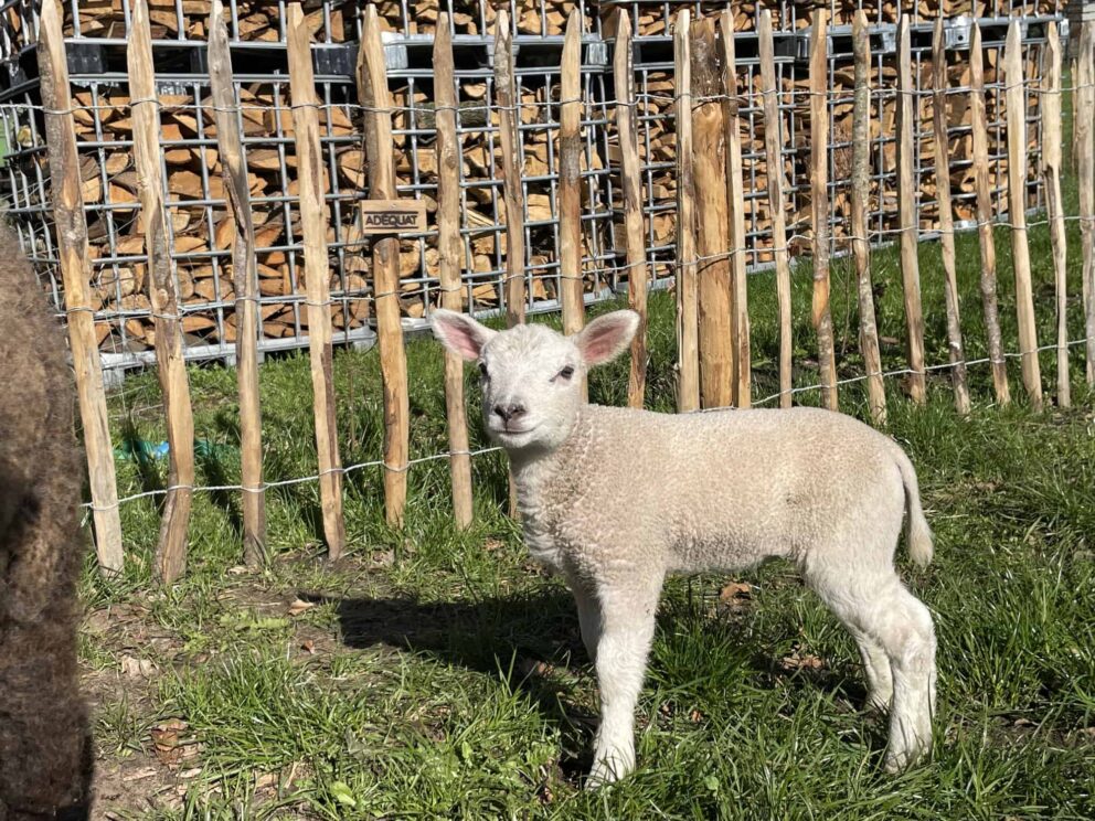 Staketenzaun Lattenabstand 10 cm, 100 cm hoch (Schafzaun aus Edelkastanie)
