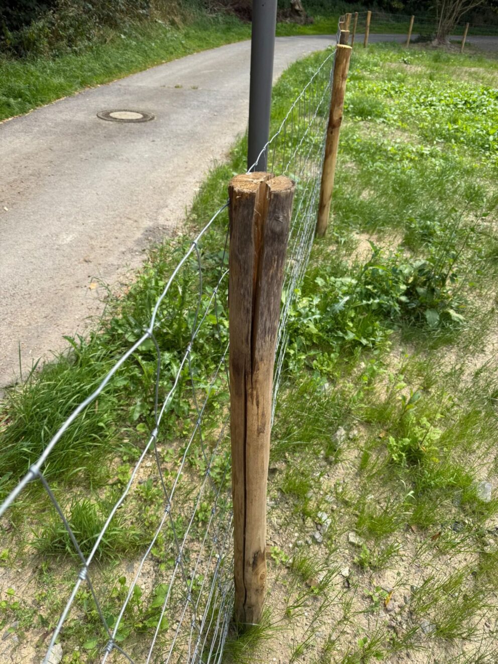 Kastanienpfahl gerissen