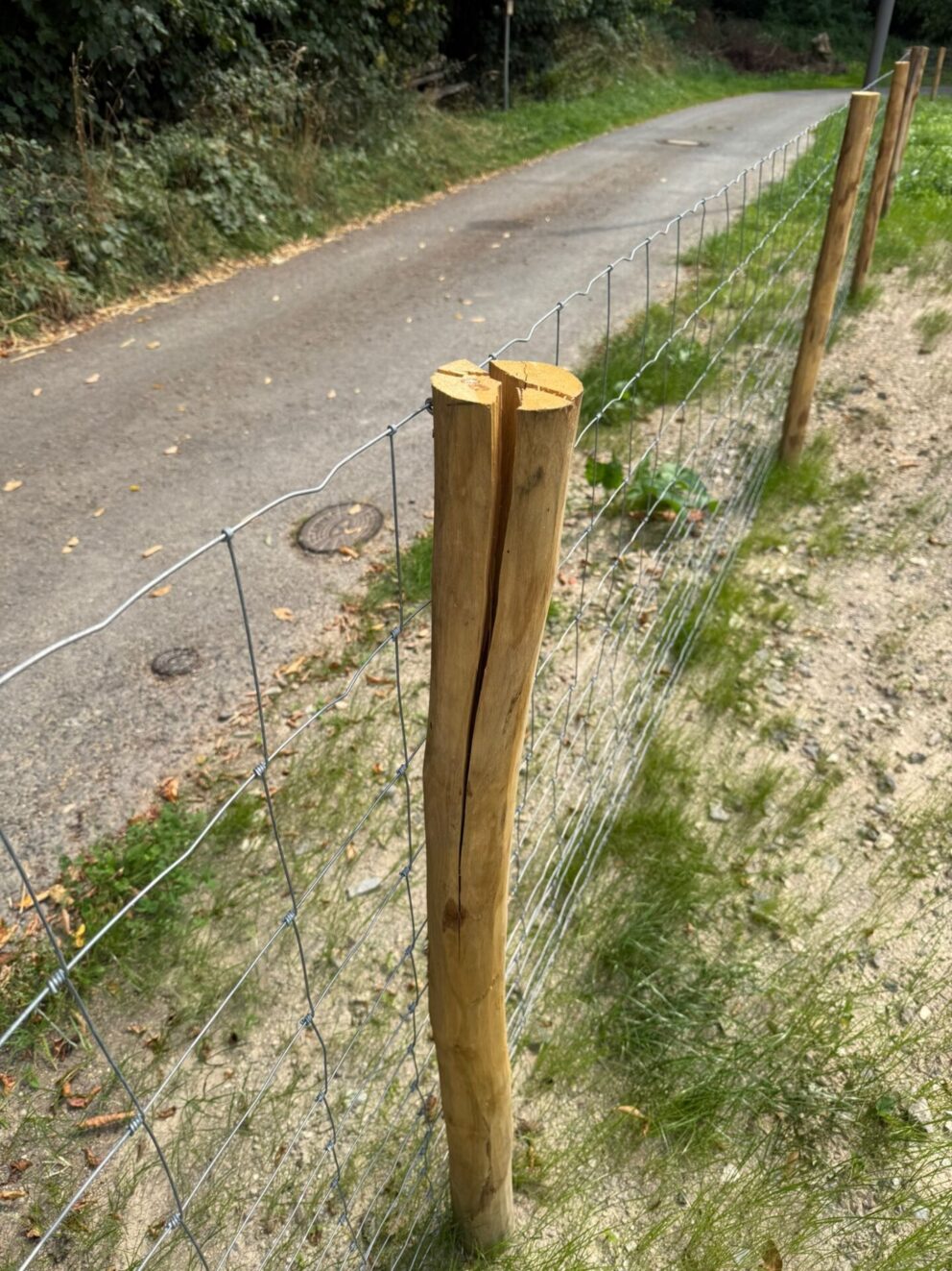 Risse Rundholz