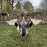 Französische Staketenzaun 80 cm hoch, 6 cm, 10m Rolle, Kastanienpfosten, durchm. 7/9 cm, 125 cm lang, gespitzt und Kastanienpfosten, durchm. 10/12 cm, 200 cm lang