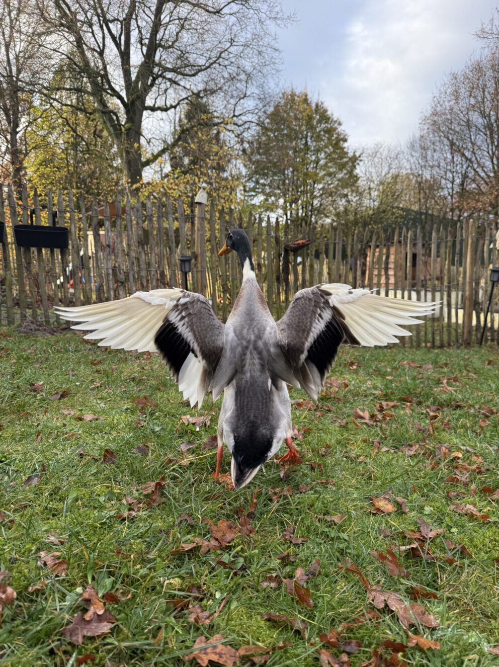 Französische Staketenzaun 80 cm hoch, 6 cm, 10m Rolle, Kastanienpfosten, durchm. 7/9 cm, 125 cm lang, gespitzt und Kastanienpfosten, durchm. 10/12 cm, 200 cm lang