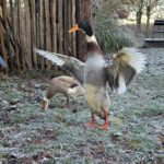 Französische Staketenzaun 80 cm hoch, 6 cm, 10m Rolle, Kastanienpfosten, durchm. 7/9 cm, 125 cm lang, gespitzt und Kastanienpfosten, durchm. 10/12 cm, 200 cm lang