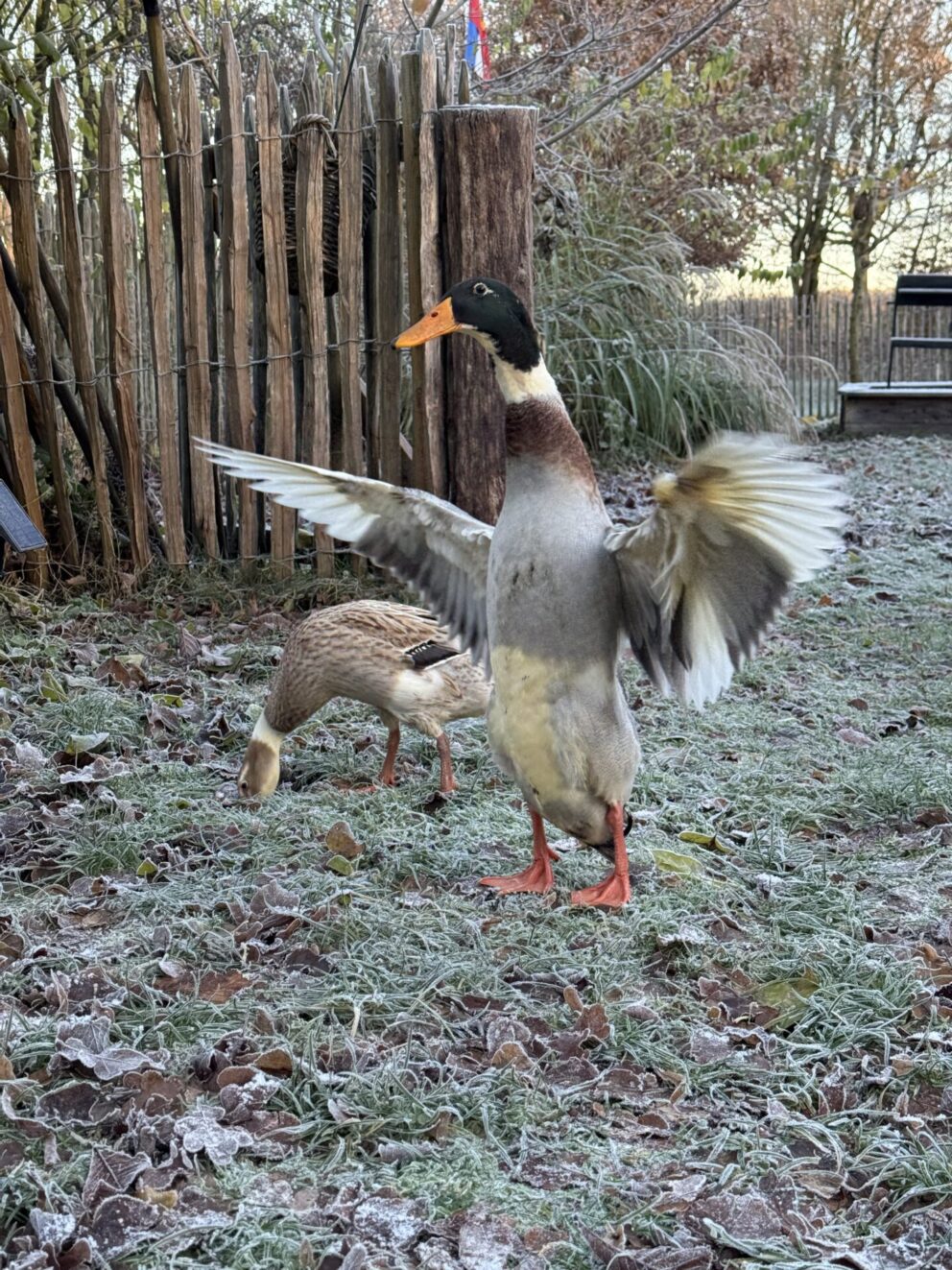 Französische Staketenzaun 80 cm hoch, 6 cm, 10m Rolle, Kastanienpfosten, durchm. 7/9 cm, 125 cm lang, gespitzt und Kastanienpfosten, durchm. 10/12 cm, 200 cm lang