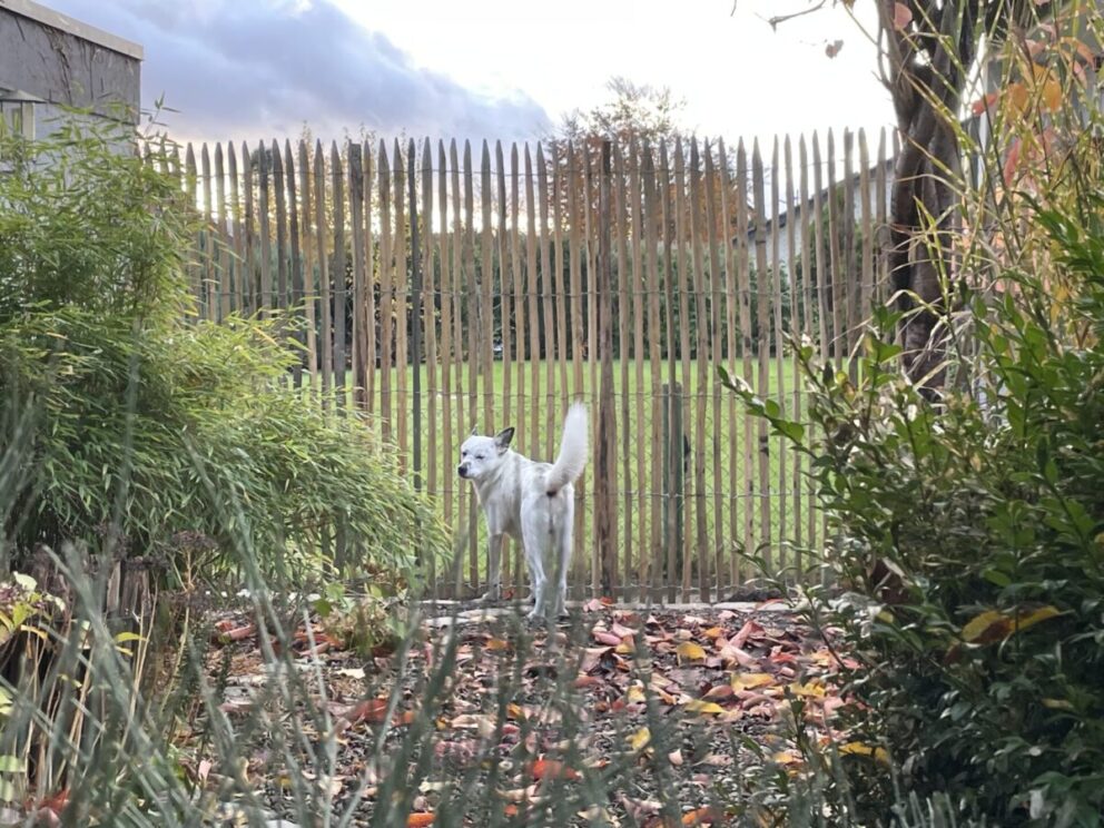 dichter Staketenzaun enger Abstand 200 cm hoch