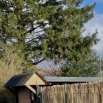 Fr. Staketenzaun Kastanien 150 cm hoch, Abstand 2 cm, 3m Rol und Edelstahl Schrauben 4,5x60, pro 100 Stück