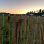 Fr. Staketenzaun Kastanien 80 cm hoch, Abstand 4 cm, 2x 5m Rolle, Zaunpfahl 7-9 80 cm Länge für Bodenhülse, Bodenhülse / Einschlaghülse 8 cm und Edelstahl Schrauben 4,5x60, pro 100 Stück