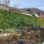 Vorher: alte Kirschlorbeerhecke, die durch einen Zaun ersetzt wurde