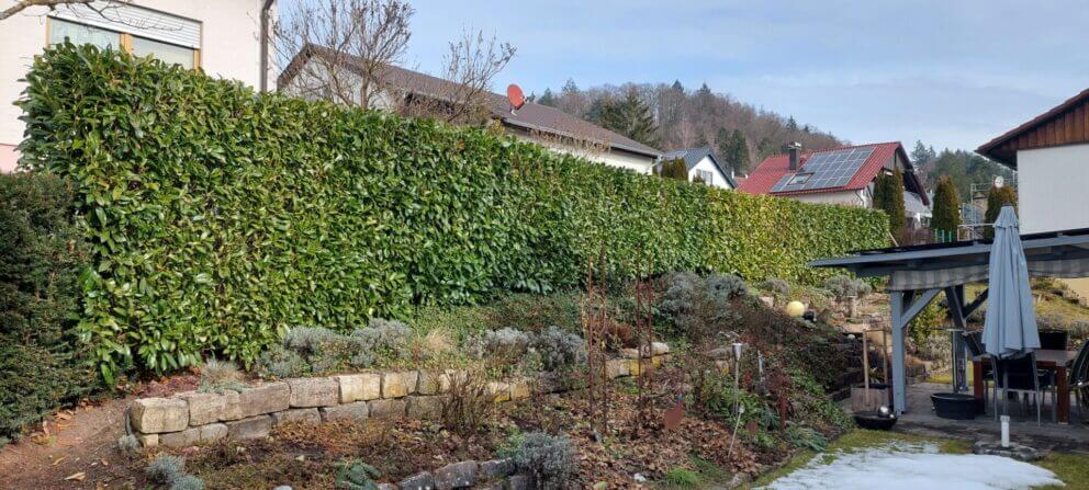 Vorher: alte Kirschlorbeerhecke, die durch einen Zaun ersetzt wurde
