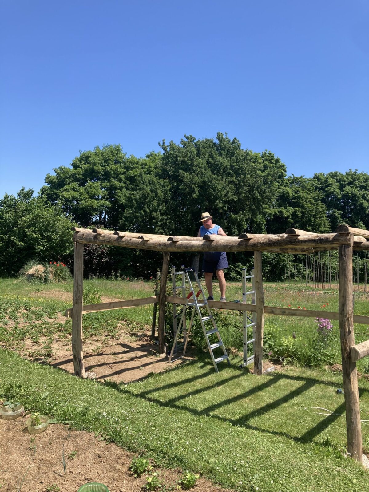 Weinlaube gebaut mit Robinienpfosten 250 cm lang, Ø 10-12 cm geschält (mit Spitze) und 400 cm lang, Ø 10-12 cm geschält (ohne Spitze)