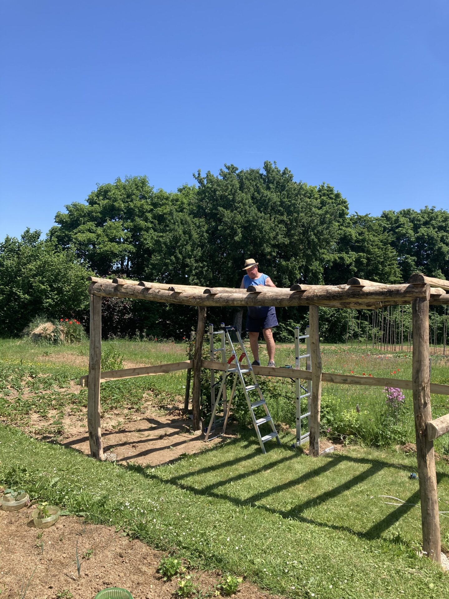 Weinlaube gebaut mit Robinienpfosten 250 cm lang, Ø 10-12 cm geschält (mit Spitze) und 400 cm lang, Ø 10-12 cm geschält (ohne Spitze)