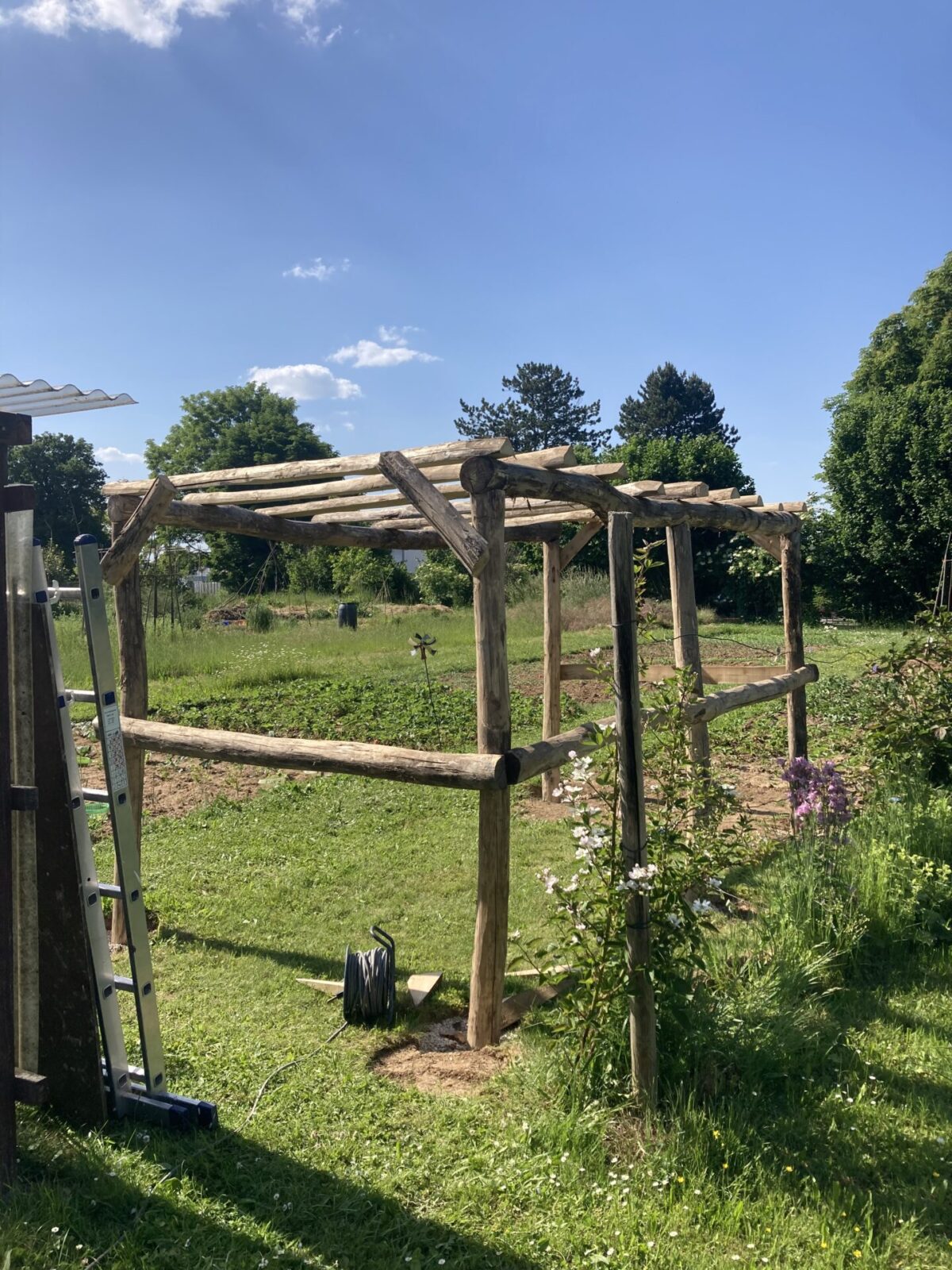 Weinlaube gebaut mit Robinienpfosten 250 cm lang, Ø 10-12 cm geschält (mit Spitze) und 400 cm lang, Ø 10-12 cm geschält (ohne Spitze)