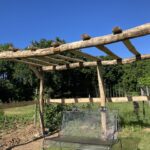 Weinlaube gebaut mit Robinienpfosten 250 cm lang, Ø 10-12 cm geschält (mit Spitze) und 400 cm lang, Ø 10-12 cm geschält (ohne Spitze)