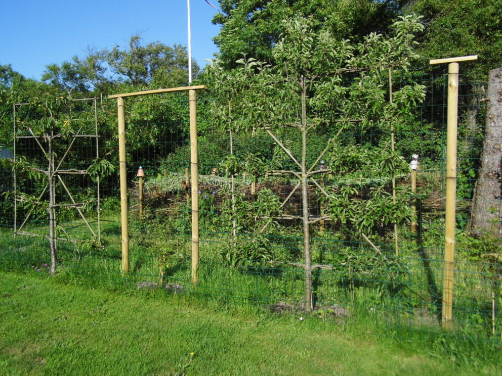Staketenzauntor Kastanie doppelt 250Bx120H (cm), Fr. Staketenzaun Kastanien 80 cm hoch, Abstand 4 cm, 2x 5m Rolle, Kastanien Pfost 150/160 cm lang, Ø 7-9 cm - mit Spitze und Staketenzauntor Kastanie einzeln 080Bx120H (cm), Öffnungsrichtung rechts