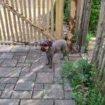Staketenzauntor Kastanie doppelt 150Bx120H (cm) (links) und Staketenzauntor Kastanie doppelt 250Bx120H (cm) (rechts), mit hund