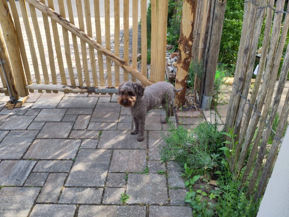 Staketenzauntor Kastanie doppelt 150Bx120H (cm) (links) und Staketenzauntor Kastanie doppelt 250Bx120H (cm) (rechts), mit hund