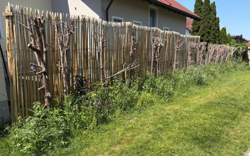 Fr. Staketenzaun Kastanien100 cm hoch, Abstand 2 cm, 2x 5m Rolle