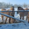 Robiniestolper 180 cm Adequat