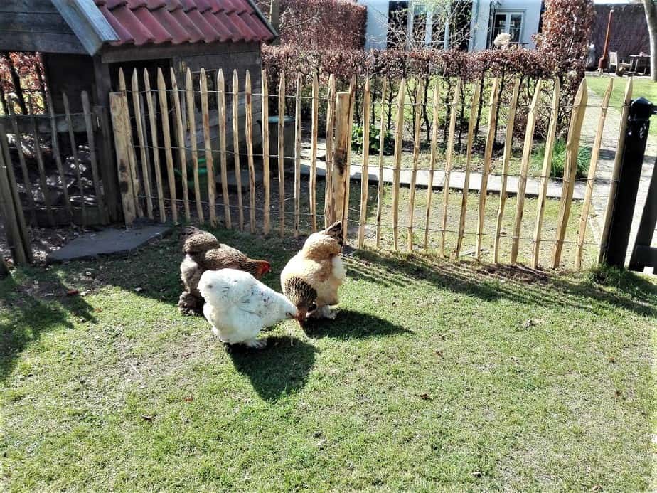 Enclos à poules : Clôture en bois de châtaignier