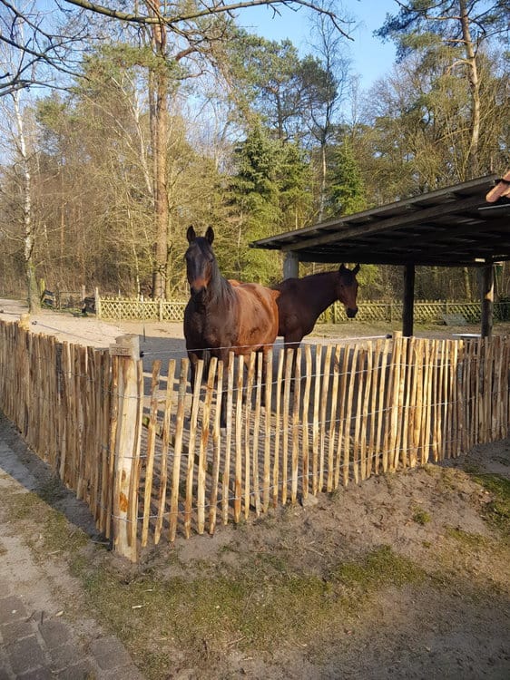 Clôture ganivelle 100 cm Adequat