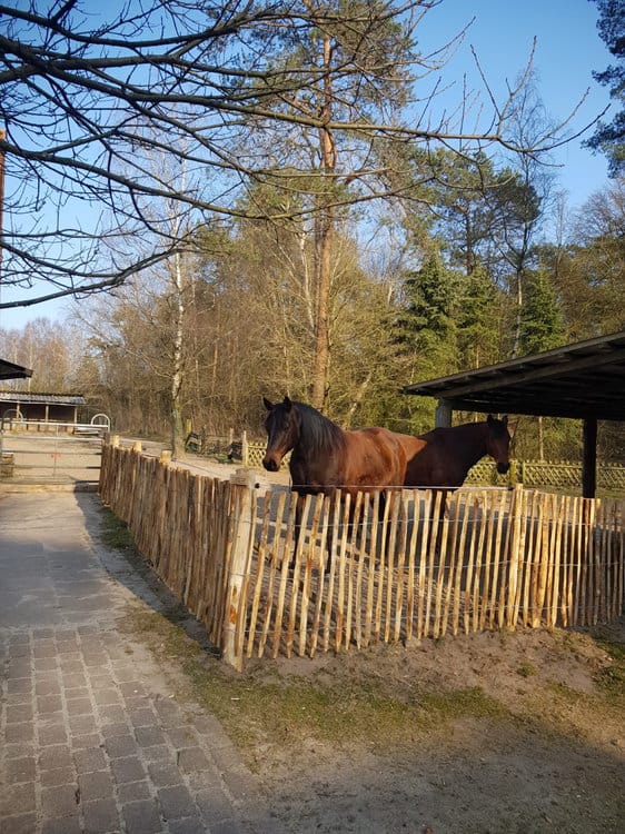Clôture ganivelle 100 cm Adequat
