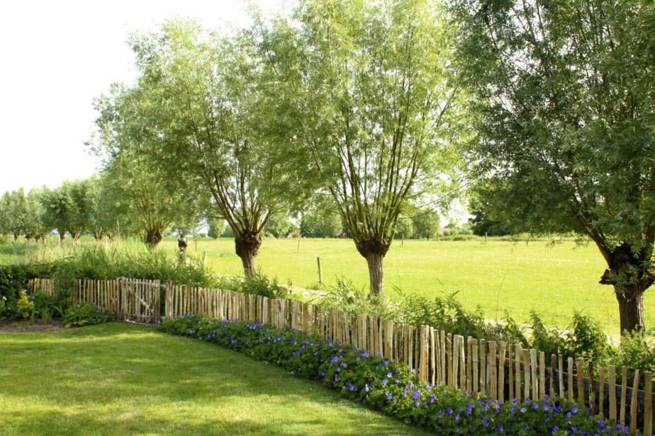 Clôture ganivelle en bois de châtaignier 80 cm Adequat