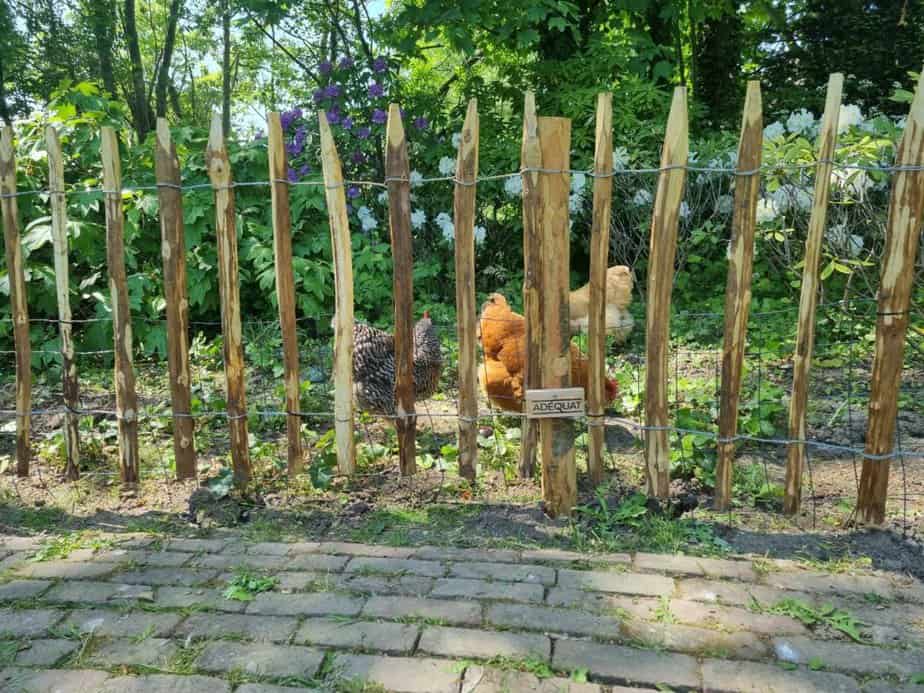 Grille de séparation 80 cm Adequat