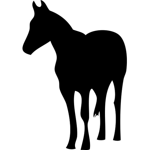 Clôtures pour chevaux