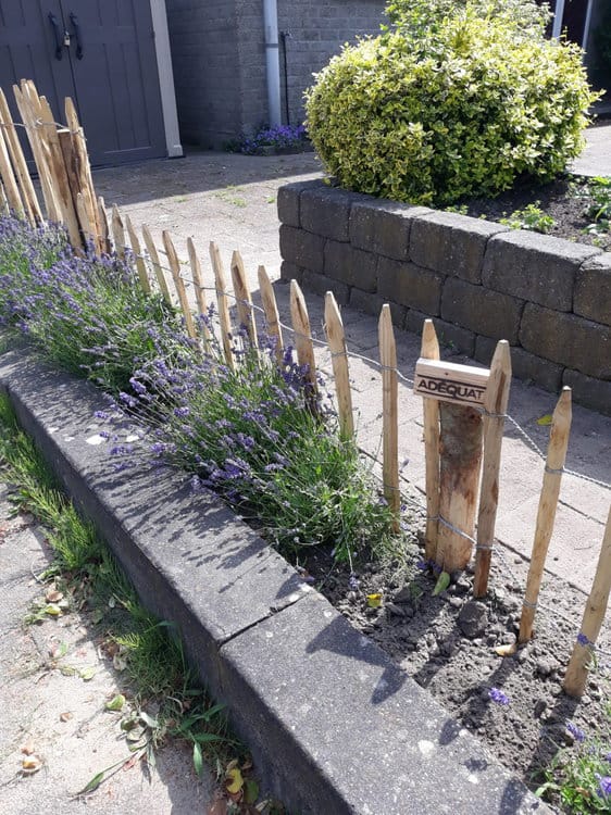 Clôture ganivielle française en bois de châtaignier de 50 cm de hauteur et avec un espacement de 8 cm entre les lattes.