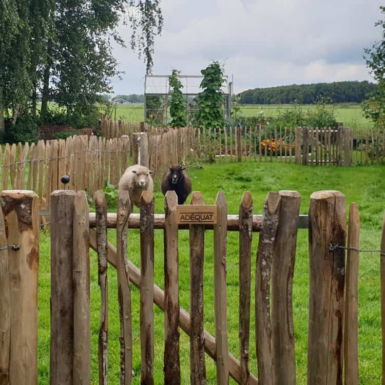 Clôture ganivielle française en bois de châtaignier de 80 cm de hauteur et avec un espacement de 6 cm. entre les lattes. Autour du pâturage des moutons.