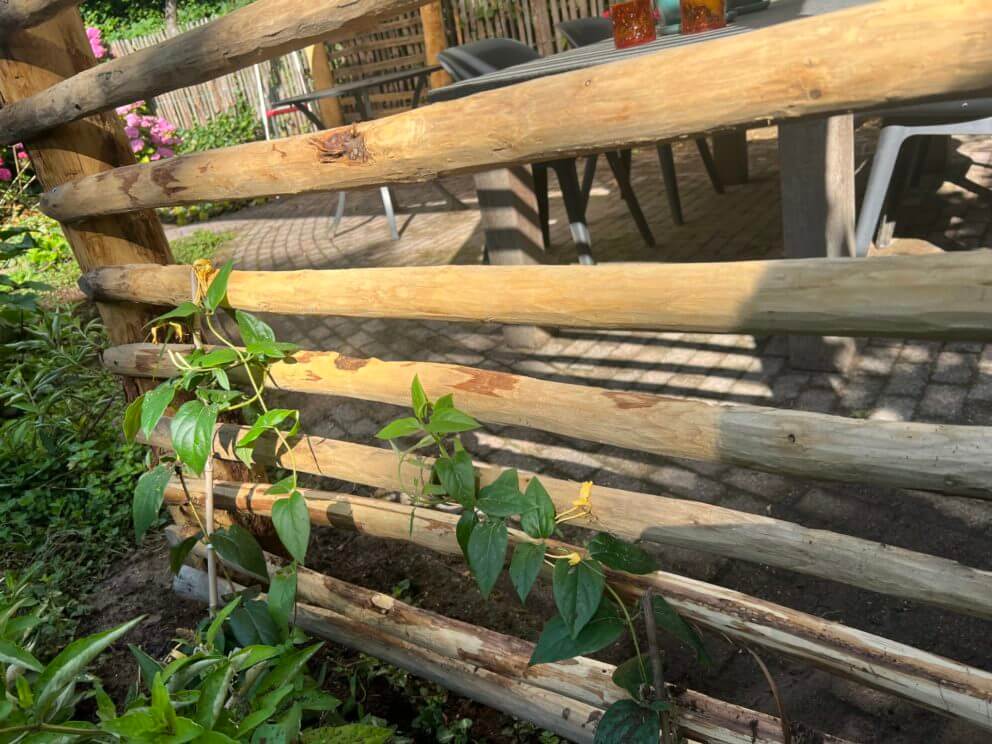 Lames de grille en châtaignier, semi-circulaires et pointues, de 120 cm de long, fixées horizontalement. - Adéquat
