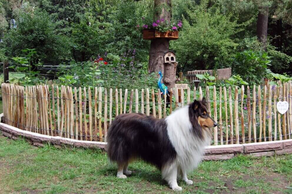 Clôture ganivielle française en bois de châtaignier de 80 cm de hauteur et avec un espacement de 4 cm. entre les lattes.