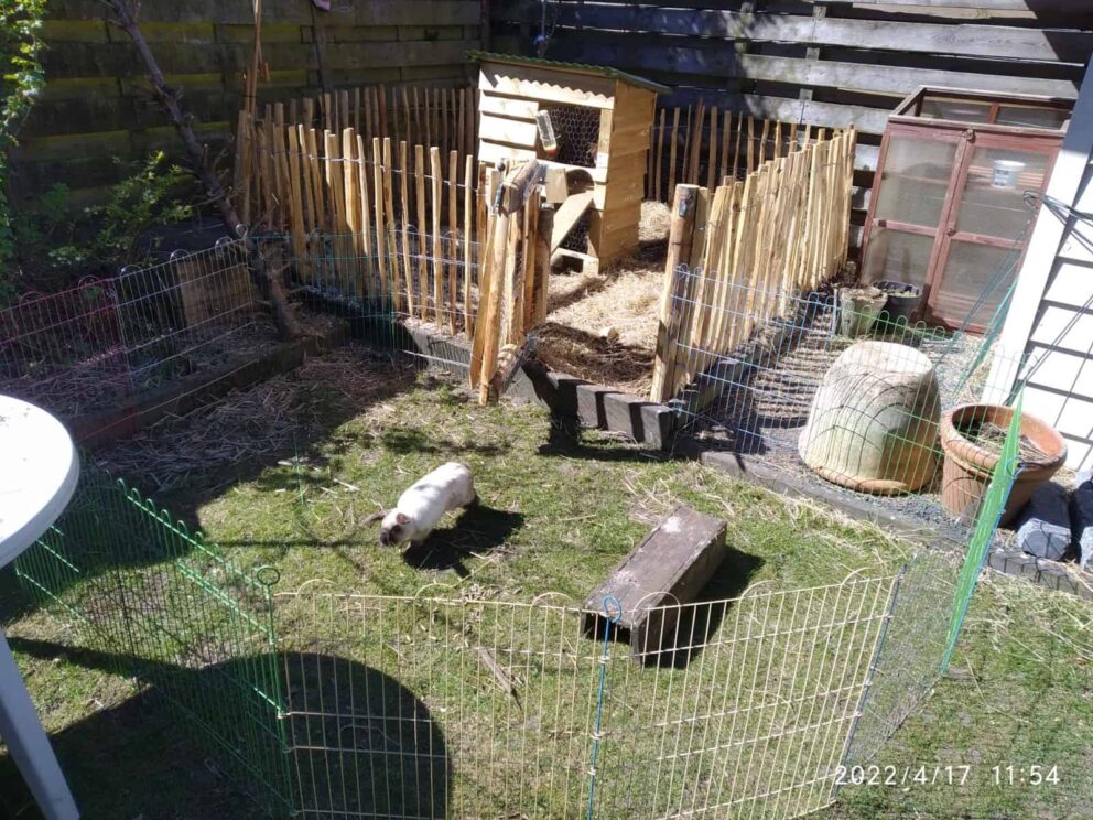 Clôture ganivielle française en bois de châtaignier de 80 cm de hauteur et avec un espacement de 4 cm. entre les lattes.