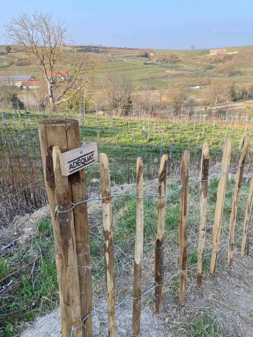 Clôture ganivielle française en bois de châtaignier de 80 cm de hauteur et avec un espacement de 10 cm. entre les lattes.