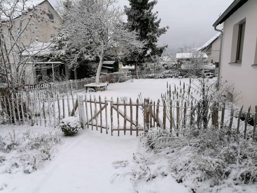 Clôture ganivielle française en bois de châtaignier de 80 cm de hauteur et avec un espacement de 8 cm. entre les lattes.