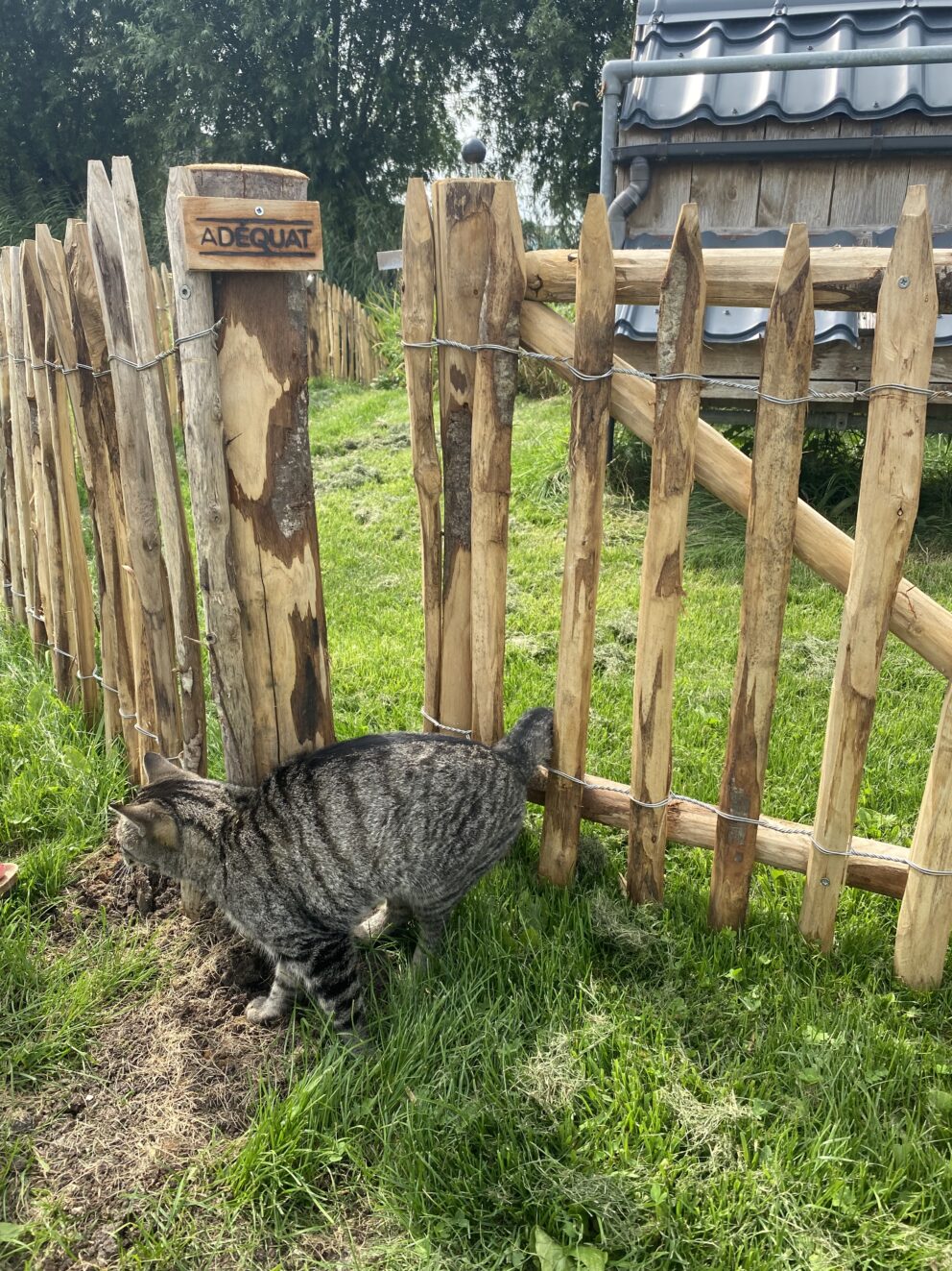 Clôture ganivielle française en bois de châtaignier de 80 cm de hauteur et avec un espacement de 4 cm. entre les lattes.